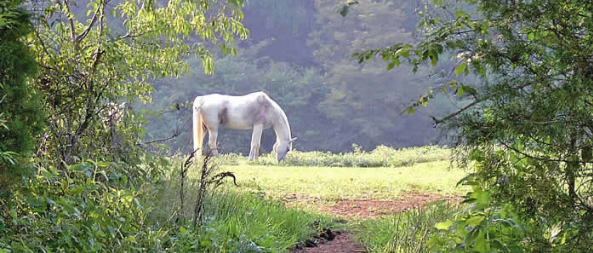 Brook hill farms picture