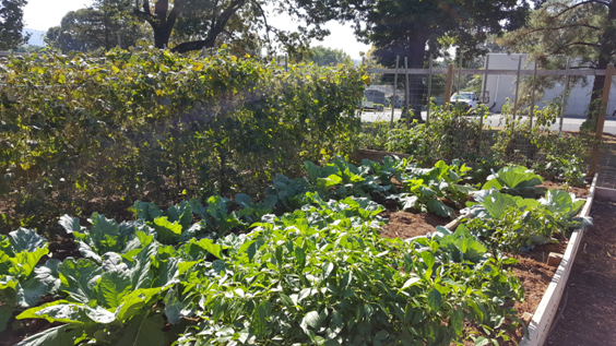 QMPC community garden lynchburg VA